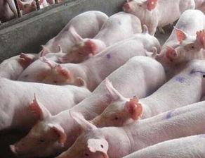 猪灌泥浆爆料视频大全集,揭秘背后惊人真相  第2张